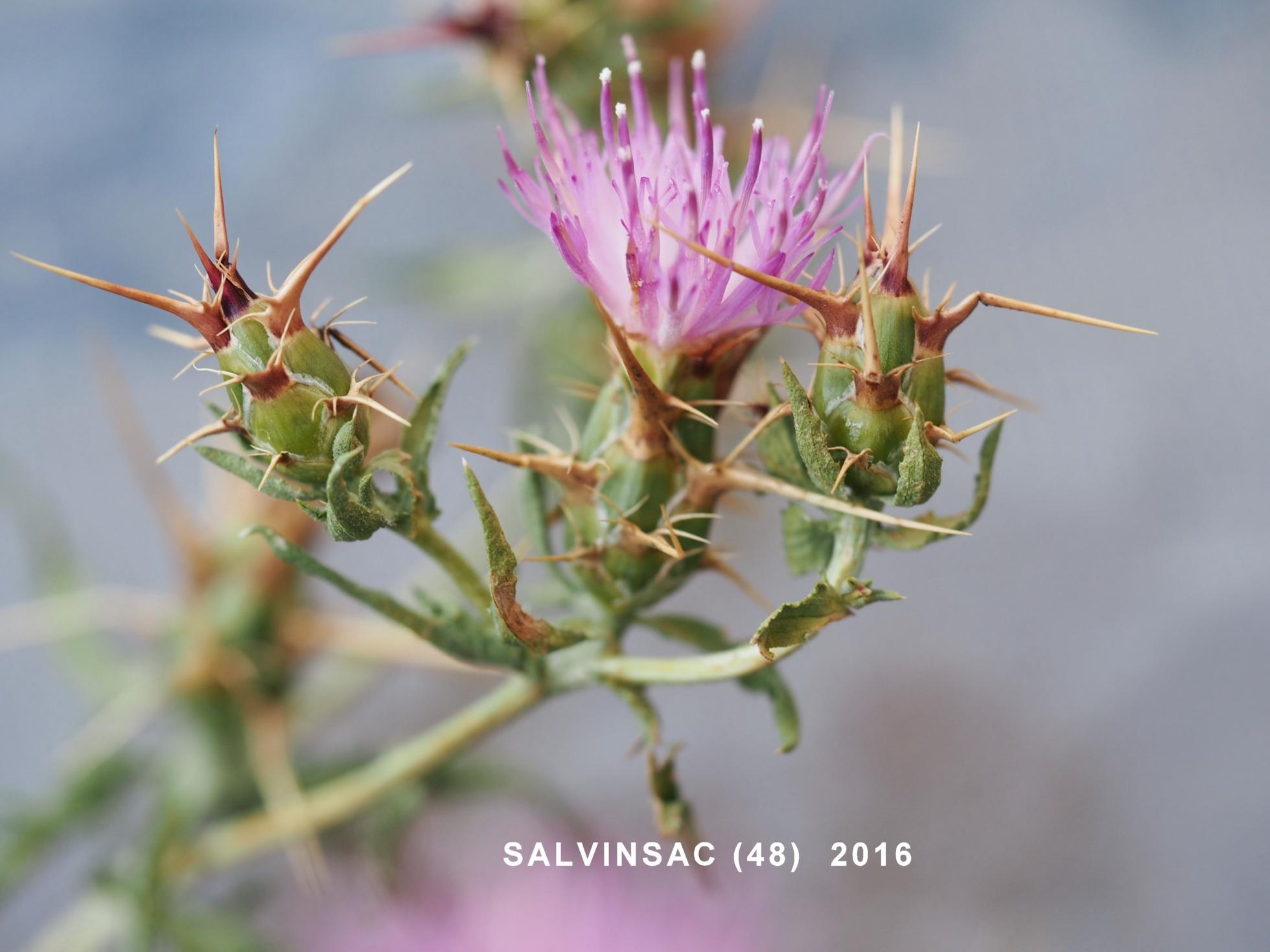 Star-thistle, Red